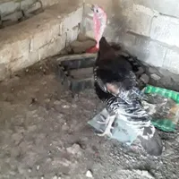 بقلمون