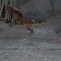 واگذاری سگ نگهبان