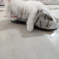 پرشین بریتیش ماده