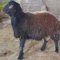 بره نر یک سال کشتاری