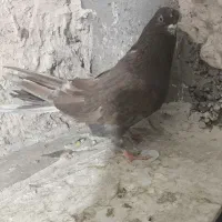 کبوتر