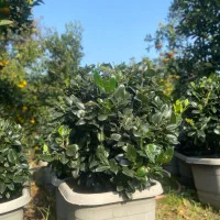 گلهای فضای سبز|گل و گیاه طبیعی|واجارگاه, |دیوار