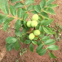 نهال انارگردوبادام گیلاس گلابی پسته آ رش