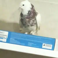 یک جفت کفتر طوقی