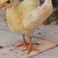 جوجه طاوس۳/۵۰۰م تومن