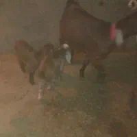 بز و بزغاله|حیوانات مزرعه|سبزوار, قصبه شرقی|دیوار