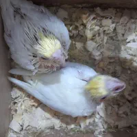 جوجه عروس هلندی|پرنده|مشهد, سجادیه|دیوار