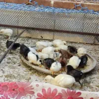 جوجه بوقلمون رسمی یک ماه ،