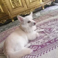 توله سگ شی واوامعاوضه گوشی.لبتاپ.سگ