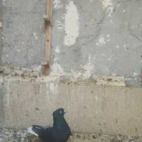 فروش چهار عدد دم سفید نر|پرنده|صحرای باغ, |دیوار