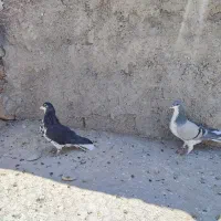 دوتا ماده شهری سیاه گلدار و بدرنگ|پرنده|شیراز, محمدیه|دیوار