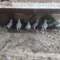 کبوتر همه باهم|پرنده|شوشتر, |دیوار