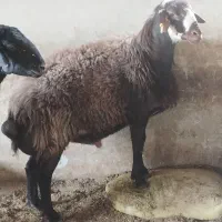 قوچ فشندی