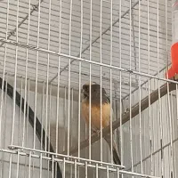 قناری نر جوجه 9ماه به شرط نری