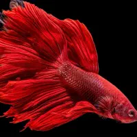 ماهی و تجهیزات و آکواریوم و غذای ماهی|ماهی|اردبیل, |دیوار