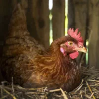 مرغ تخم گزار