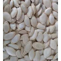 فروش تخمه خام کدو در شهرکوار