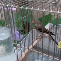 جوجه سهره قناری