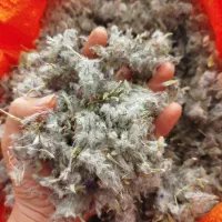 چای کوهی|خوردنی و آشامیدنی|اسلام‌شهر, شهرک سعیدیه|دیوار