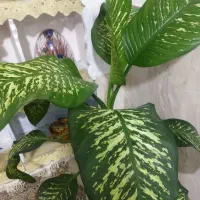 گل دیفن باخیا|گل و گیاه طبیعی|بجنورد, |دیوار