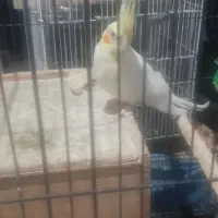 عروس هلندی مولد