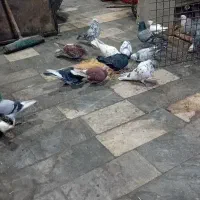 تعدادی کبوتر پرشی