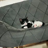 بچه گربه تاکسیدو