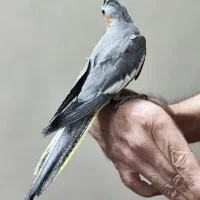 عروس پاریس دستی