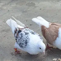 دوکت پلنگی نر|پرنده|مسجد سلیمان, |دیوار