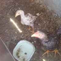 دوتا نوچه خروس و مرغ محلی اصیل لاری|حیوانات مزرعه|زاهدان, |دیوار