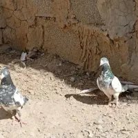 کفتر تیدی ضمانتی