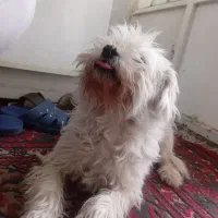 واگذاری سگ|سگ|شیراز, دباغ خانه|دیوار