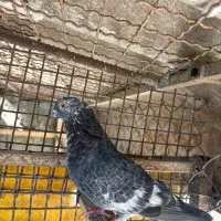 کبوتر پرشی