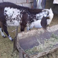 گوسفند بز کهره بره|حیوانات مزرعه|کرمان, |دیوار