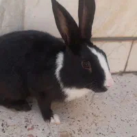 یک عدد خرگوش با جنسیت نر سیاه. نزدیک رسیدن به بلوغ