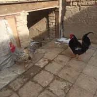 خروس