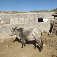 گاو آبستن|حیوانات مزرعه|راز وجرگلان, |دیوار