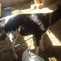 سلام گاو باگوساله ماده|حیوانات مزرعه|رامشیر, |دیوار