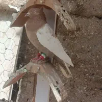 کبوتر سینه ای نر بازیکن(بزن)