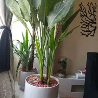 پرنده بهشتی