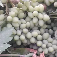 غوره|خوردنی و آشامیدنی|ملایر, |دیوار