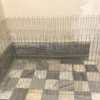 واگذاری سگ|سگ|ایلام, |دیوار