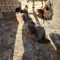 فروش مرغ خروس|حیوانات مزرعه|دشتابی, |دیوار
