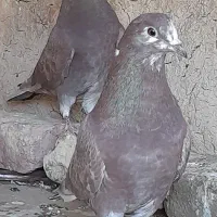 طوقی و تهرانی معاوضه (سهره )|پرنده|کرمانشاه, |دیوار