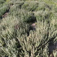 ریحون گلدار