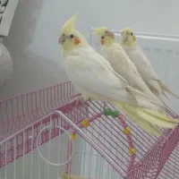 عروس هلندی لوتینو