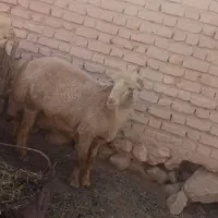 بره نر و ماده