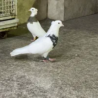 کبوتر طوقی