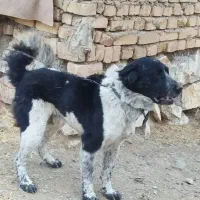 واگذاری سگ قهدریجان