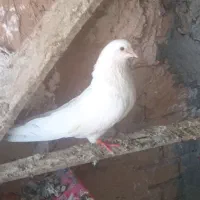 کبوتر پرشی
